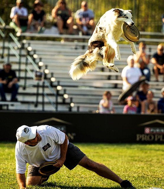 Dog leaping to catch a frisbee in its mouth