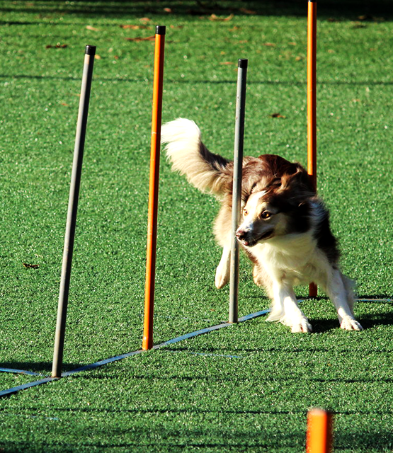 Dog navigating a weave pole obstacle course