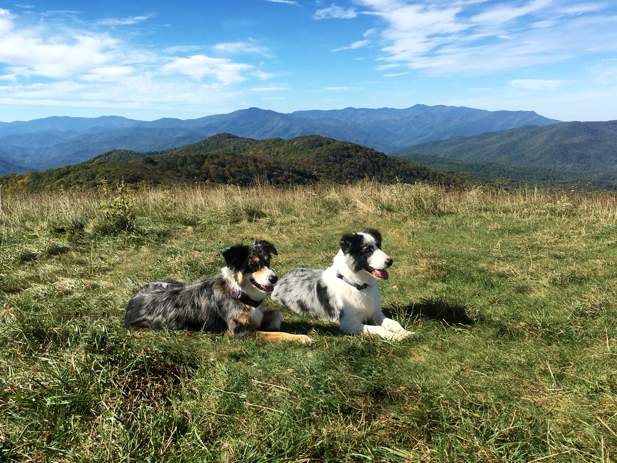Two Australian Shepherds laying in front of a mountain range