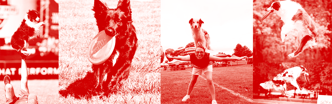 Collage of athletic dogs leaping, catching frisbees, and balancing on trainers